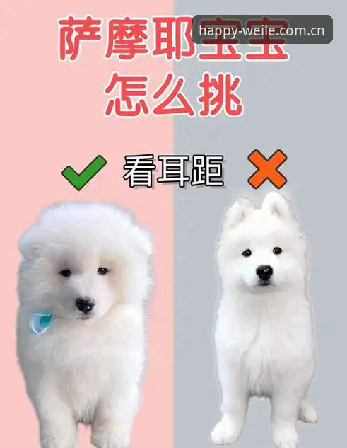 新手必看！微乐体育官网账号注册与M3N8下载实用指南